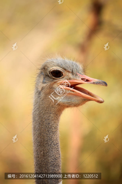 鴕鳥