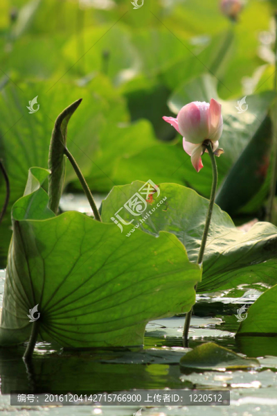 蓮花