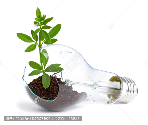 植物生長在燈泡