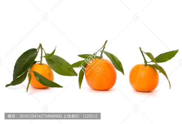 橘子收成時