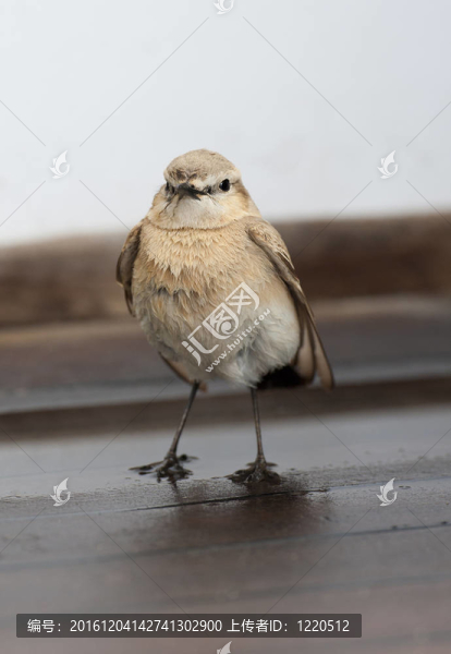 淡褐色的麥穗鳥站在木