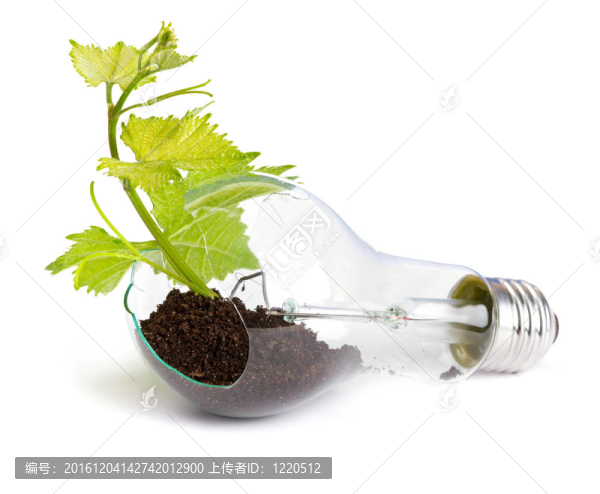植物生長在燈泡