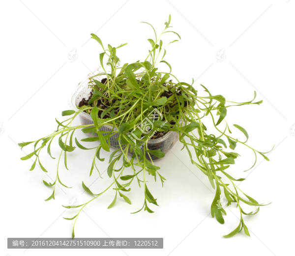 龍蒿調(diào)味