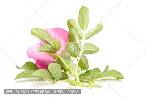 美麗的茶在白色背景上升起。