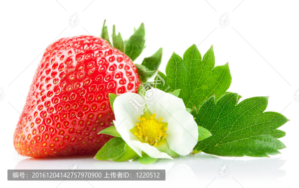 草莓葉子和花