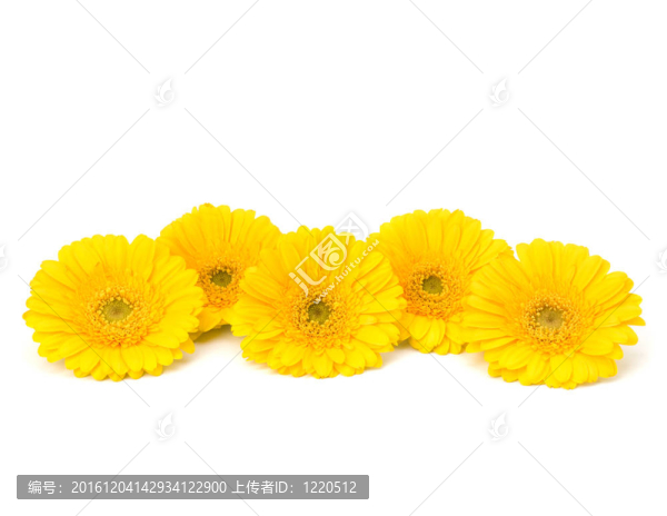 美麗的雛菊非洲菊