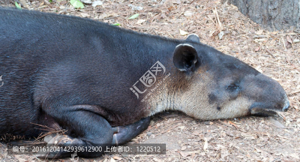 Baird,s,Tapir（Tapirus,bairdii）放在天熱的