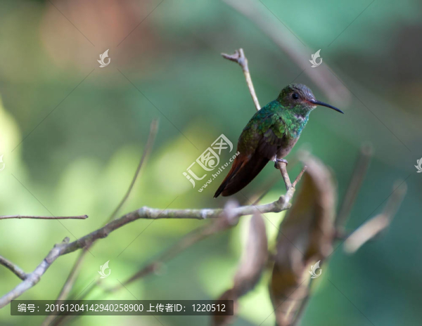 Rufous,Tailed,Hummingbird（amazilia,tzacatl）在干燥的季節(jié)；
