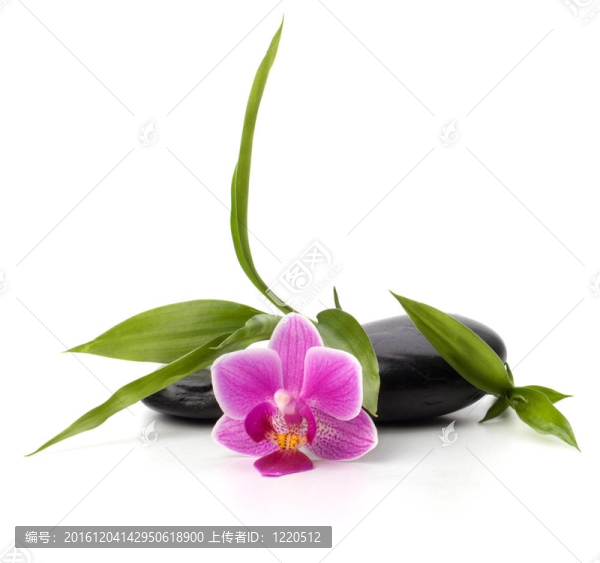 水療與保健概念。蘭花與石頭。