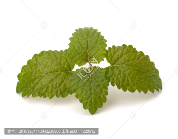 佛手柑薄荷