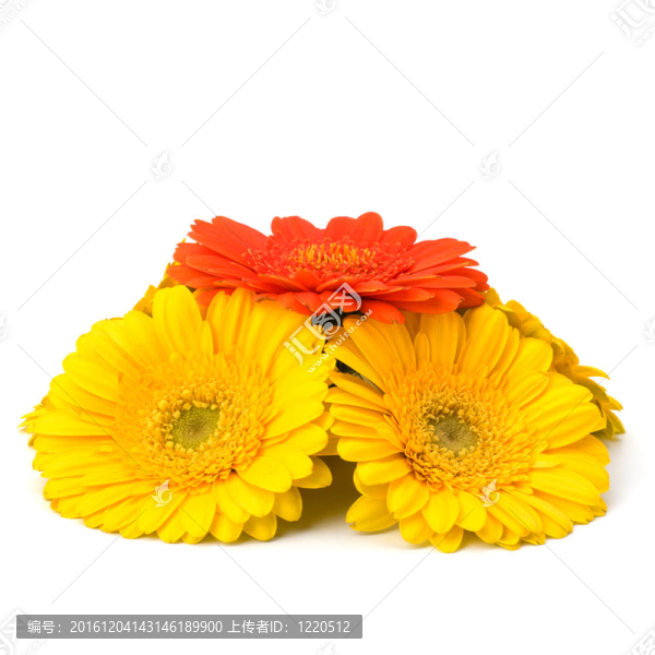 美麗的雛菊非洲菊