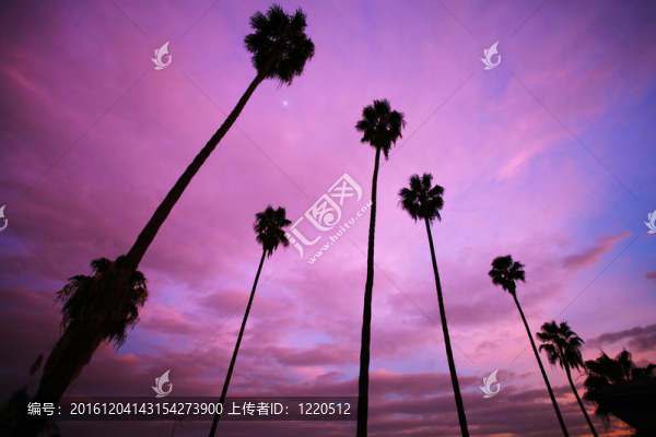 高棕櫚樹在美麗的粉紅色日落天空