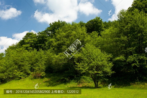 藍(lán)天下森林景觀