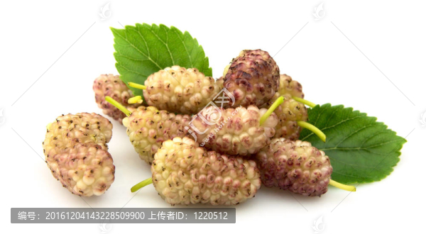 桑樹(shù)葉