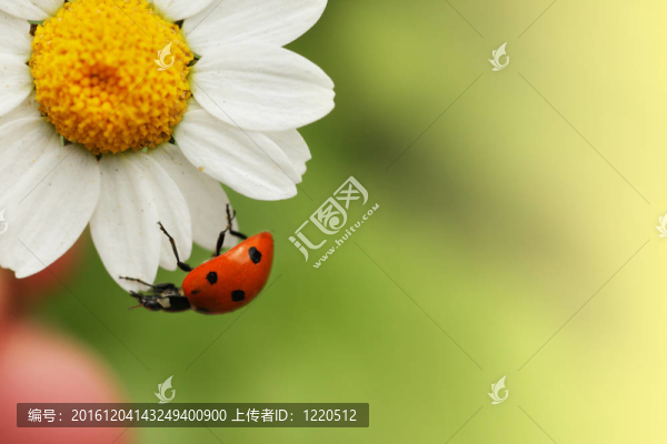 在雛菊花瓢蟲