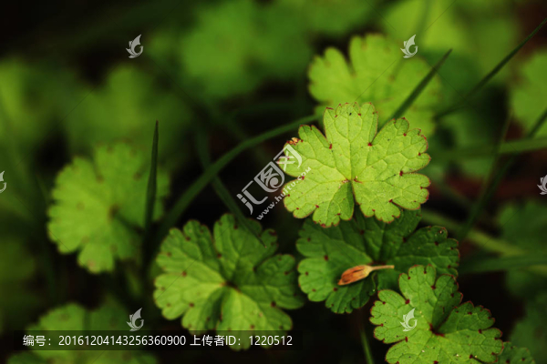 綠色森林植物背景