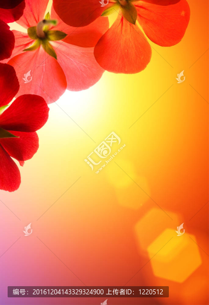 紅色花朵在陽光的背景下