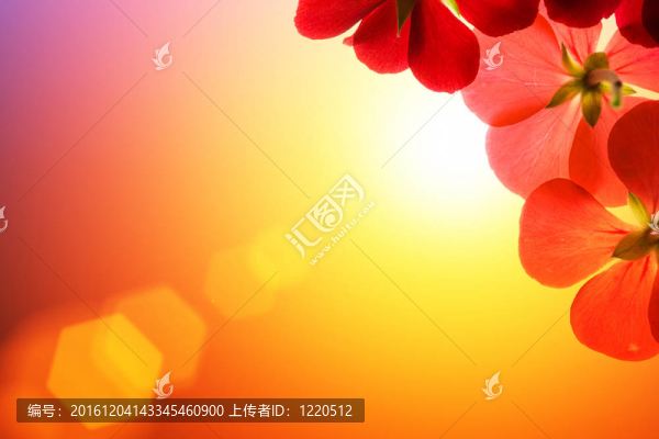 紅色花朵在陽光的背景下
