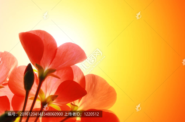 紅色花朵在陽(yáng)光的背景下