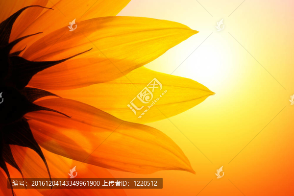 向日葵