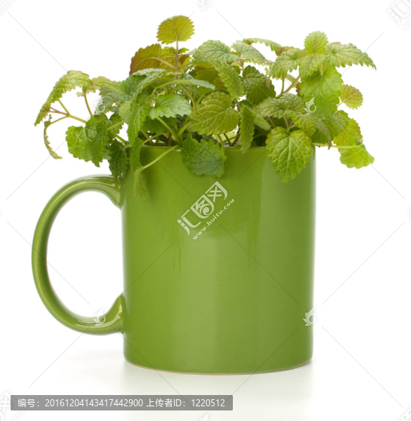 草藥薄荷茶