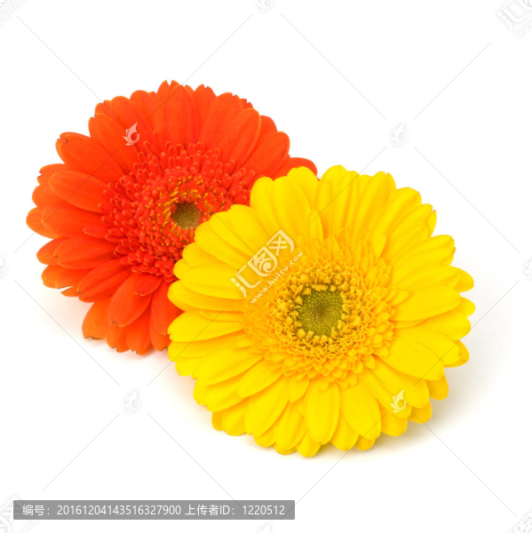 美麗的雛菊非洲菊