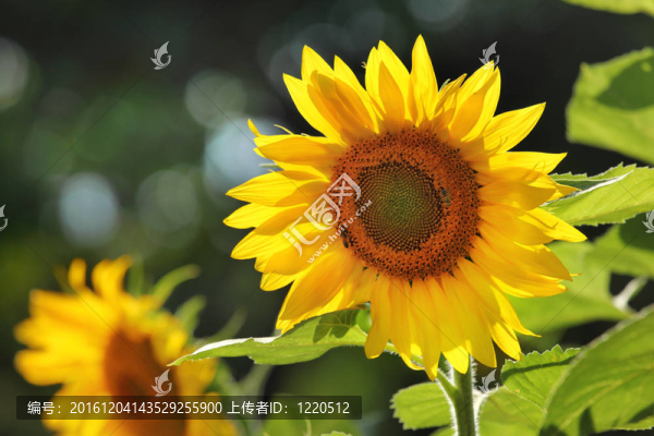 向日葵