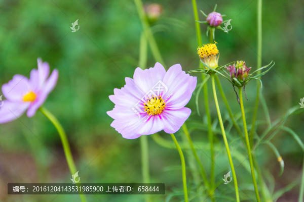 花朵