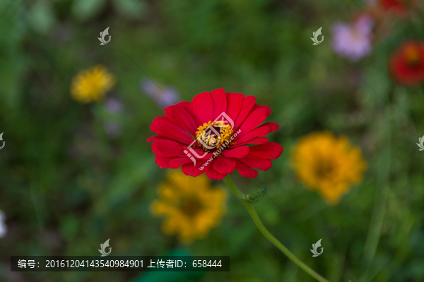花朵