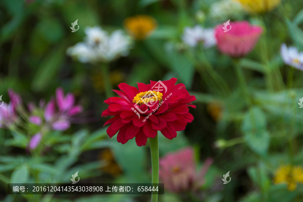 花朵