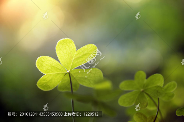 三葉草的特寫