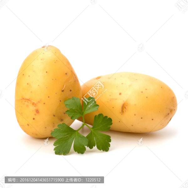 新土豆綠歐芹