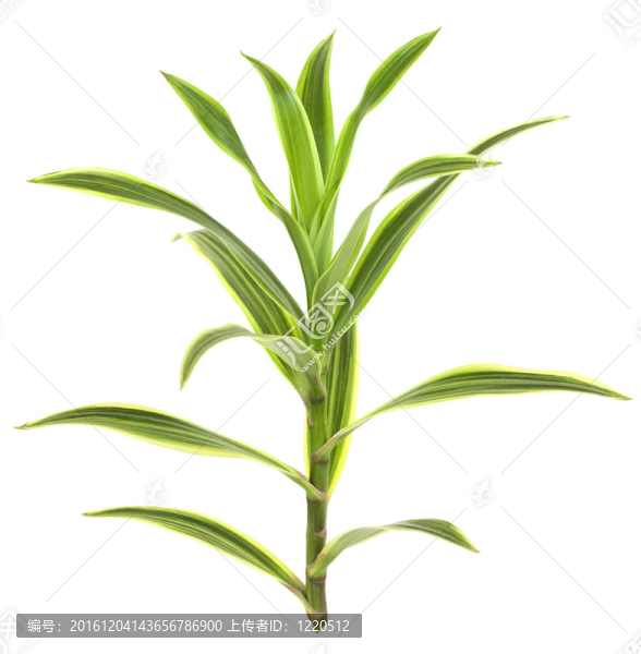熱帶龍血樹植物白色隔離