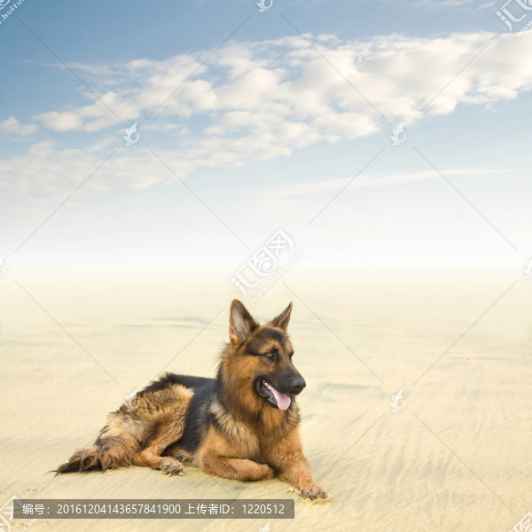 健康快樂的德國牧羊犬