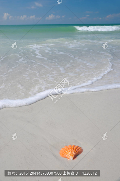 海灘上的貝殼
