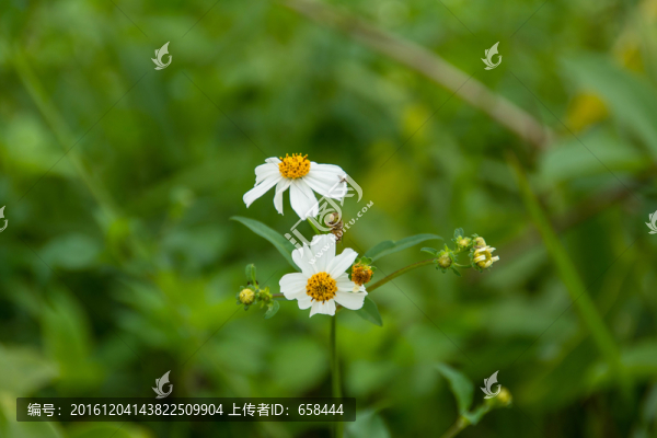 花朵與蜜蜂