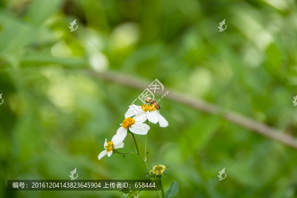 花朵與蜜蜂