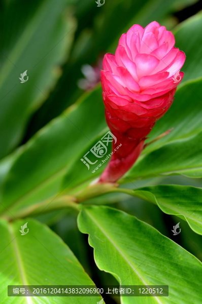 美麗的熱帶紅姜花