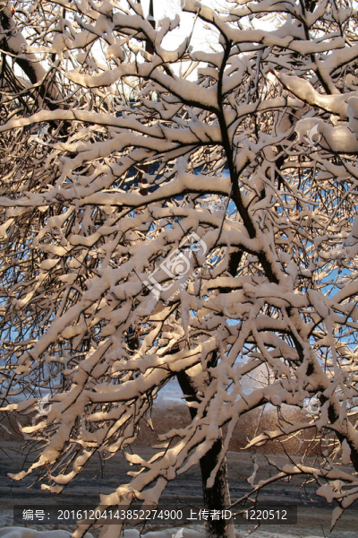 雪覆蓋的樹枝