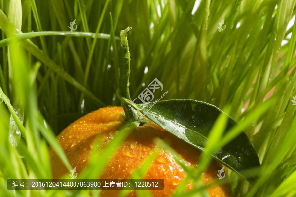 橙色的Tangerine夜店