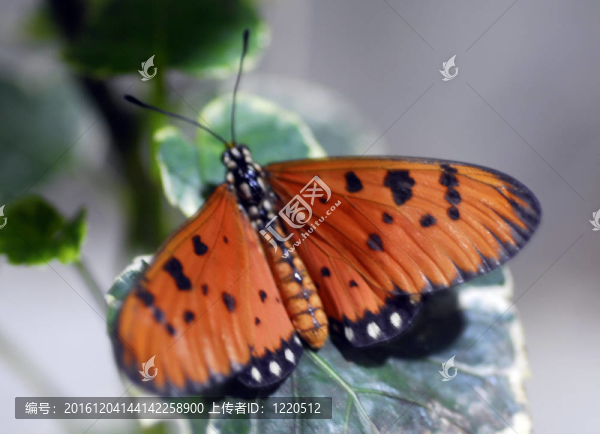 黑橙斑蝶