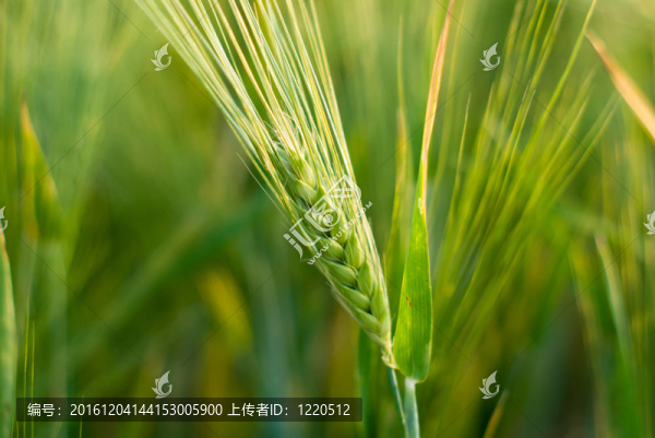 小麥