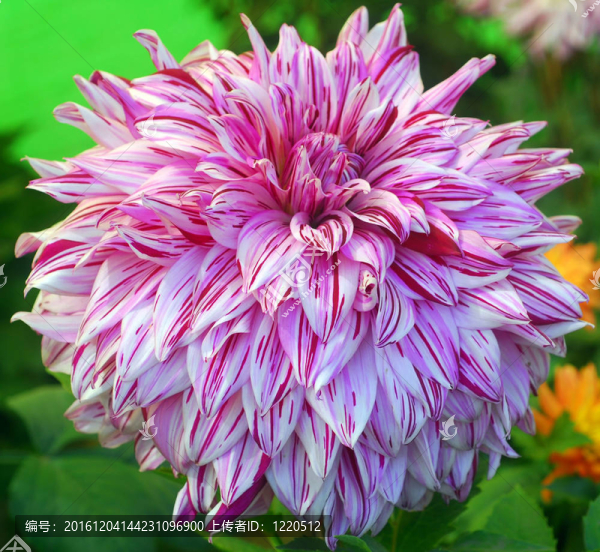 粉色條紋Dahlia,Flower