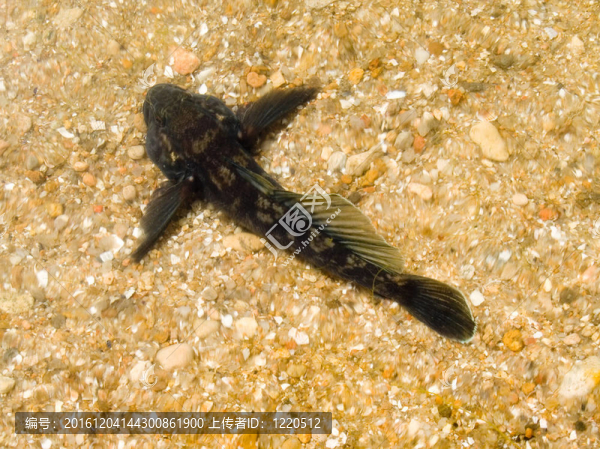 大頭魚。