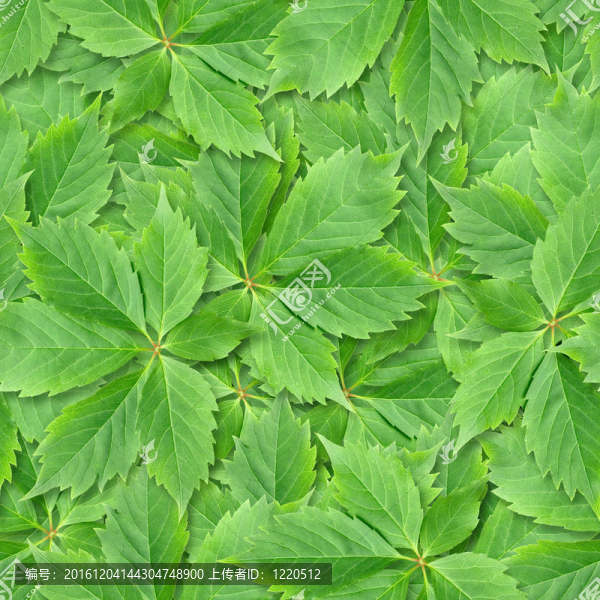 葡萄樹的葉子無縫背景。
