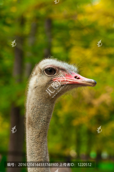 鴕鳥頭