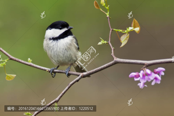 黑頂山雀