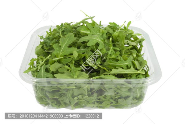新鮮健康的嬰兒芝麻菜