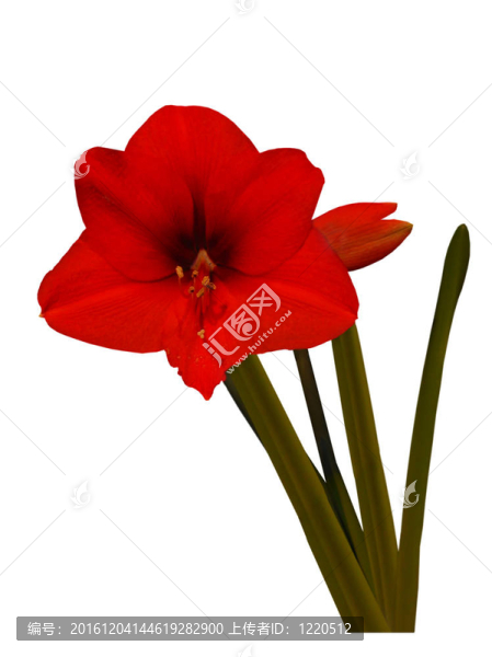 紅孤挺花；花