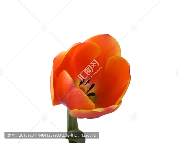 郁金香花蕾特寫